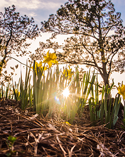 Ground level photo of buttercups with sun shining through background.