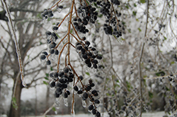 Berries hang on a limb while everything is covered in ice.
