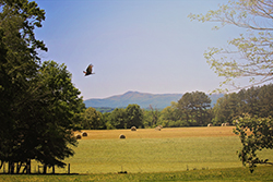 Photo of a field with hay in it. Mountain in the background and a bird flying through the frame.