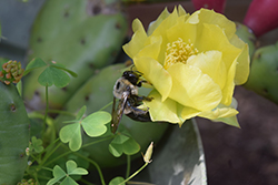 Closeup of bee on a yellow flower with clover and cacti in background.