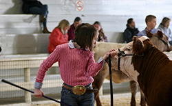 Young female with large belt buckle and pole in hand showing Hereford cow.