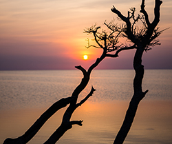 Silhouette of tree branches in front of water and sunset.