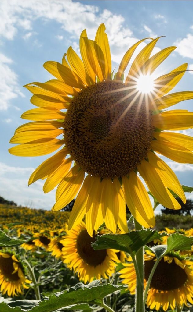 Sunflowers and Sunshine