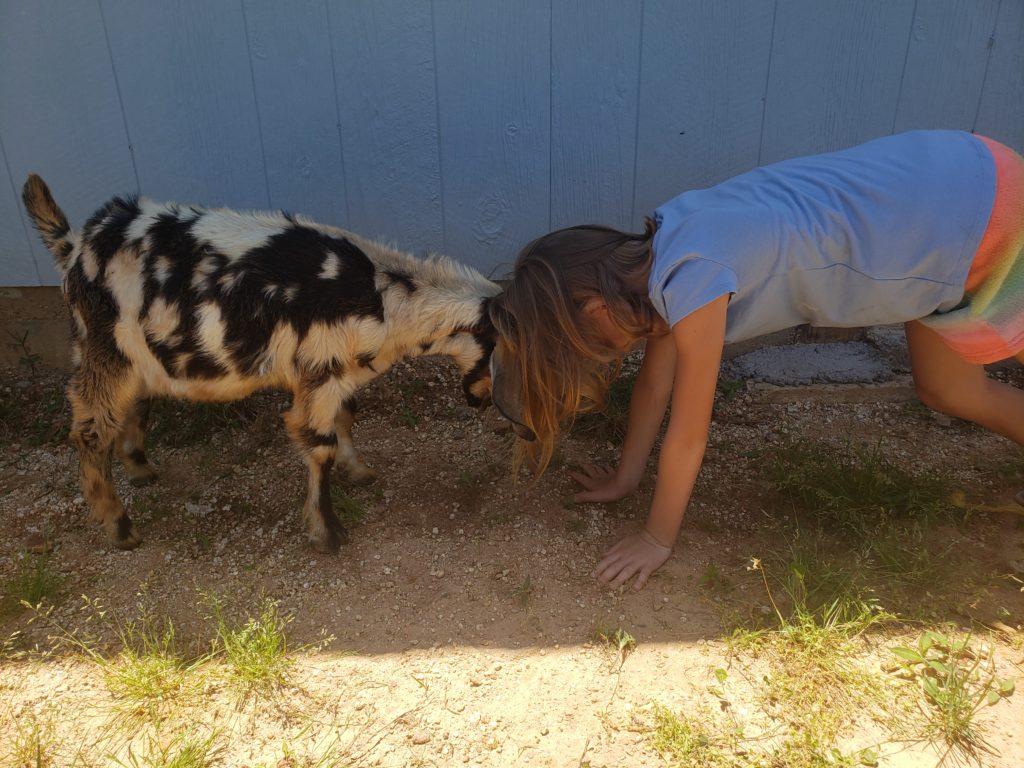 girl and goat butting heads