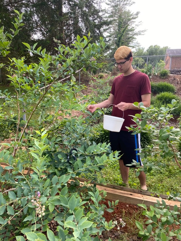 picking blueberries