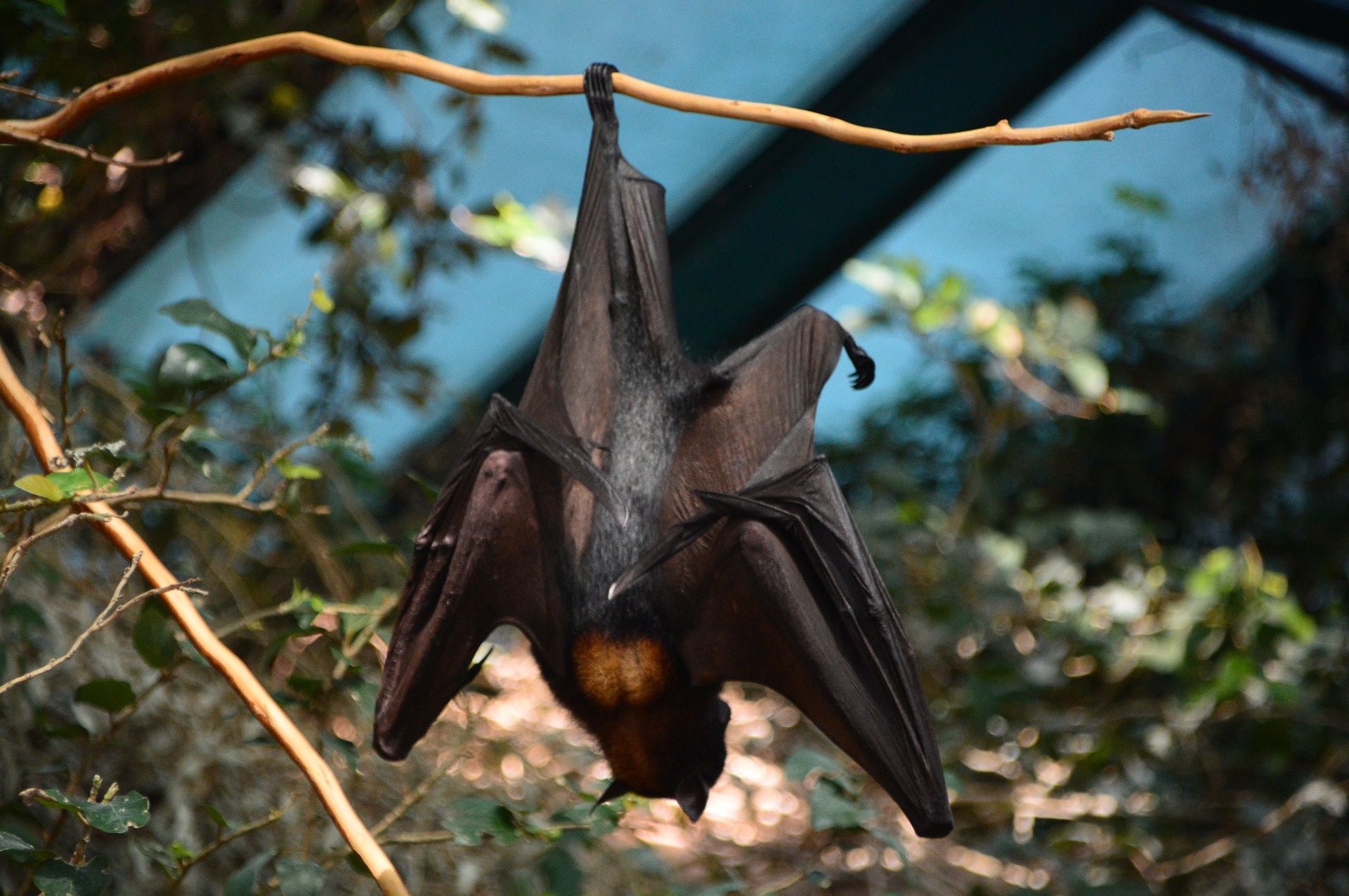 Bat hanging upside down