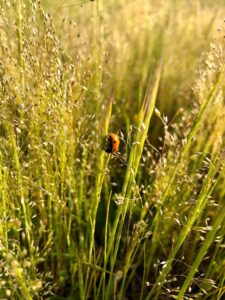 lady bug on tall grasses