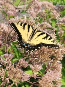 Monarch butterfly on bush