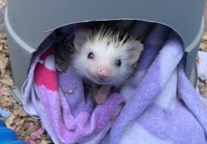 Hedgehog in a shelter