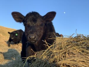 black baby calf with a pile of hay