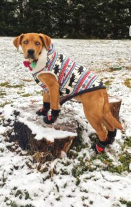 Dog in a sweater and doggie boots in snow