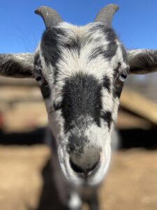 black and white goat face close up
