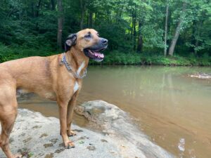 brown dog in front of creek