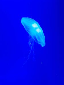 jellyfish photo in blue water