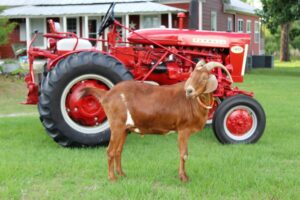 goat standing in front of red Farmall tractor