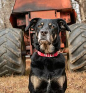 dog in front of farm equipment