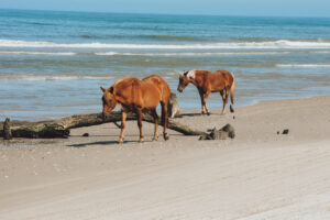 Two horses walking along the shore front