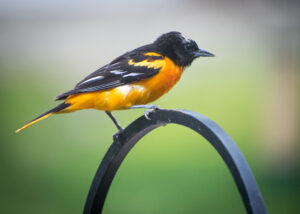Oriole perched on iron gate
