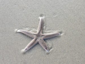 Sea star in the sand