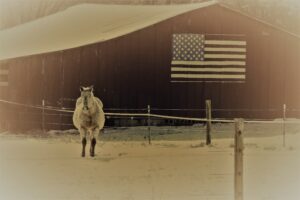 A horse in a pasture in front of a barn with an American flag on the outside wall