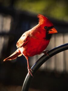 Male Cardinal perched on wrought iron fence