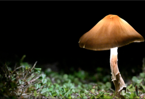 Mushroom backlight with black background