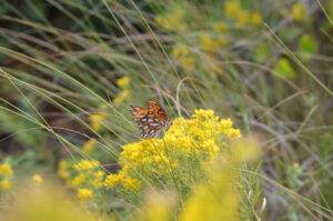 Orange and black butterfly on a goldenrod plant