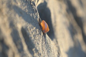 Broken shell in beach sand