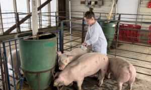 4-H'er brushing one of three pigs in a gated stall