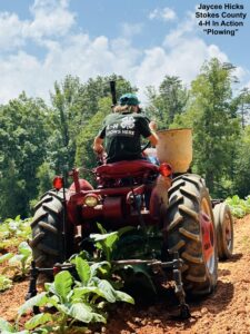 4-H'er Plowing Tobacco