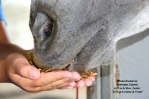 Horse Eating A Treat