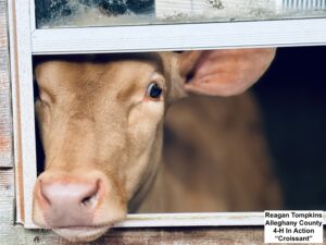 Cow In Window