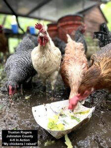 Chickens Eating Salad