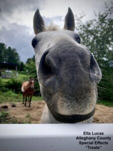 Up Close with Horse