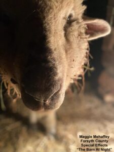 Sheep's Face