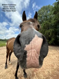 Horse Nose Close Up