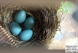 4 Blue Eggs in a Nest