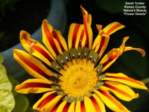 Red and Yellow Flower