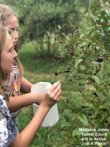 Girls Picking Blackberries