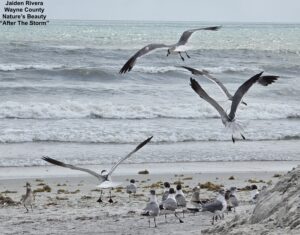 Seagulls at the Beach