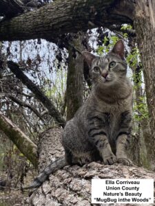 Cat in Tree