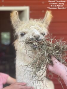 Alpaca eating hay