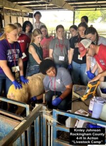 Livestock Team Looking at Ultrasound