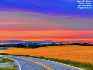 Fields of Gold